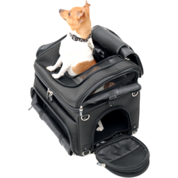 Pet Voyager thumbnail-10
